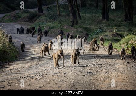 Lots of baboons on a mud road way in Kenya Stock Photo