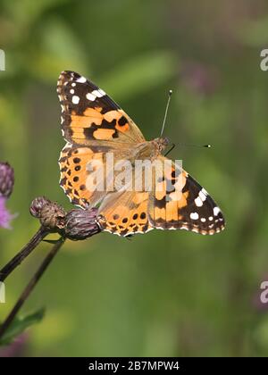 Vanessa cardui, known as the painted lady, feeding on creeping thistle. Cirsium arvense Stock Photo