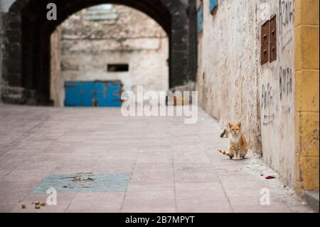 Cat sitting on street in Essaouira, Morocco Stock Photo