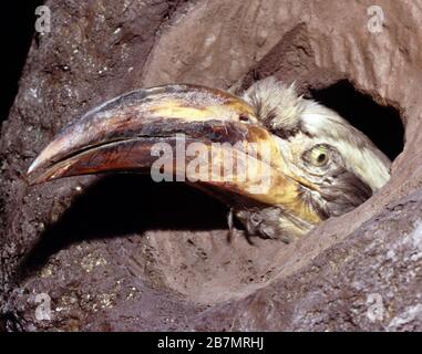 Female Great indian hornbill (Buceros bicornis) into the nest Stock Photo