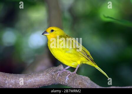 Saffron or Yellow Finch (Sicalis flaveola) Stock Photo
