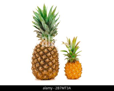 One whole baby pineapple with green leaves and pineapple isolated on white background Stock Photo