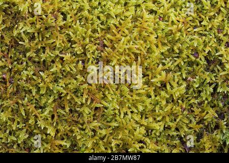 Great Plait-moss (Hypnum cupressiforme var. lacunosum), Peak District National Park, England Stock Photo