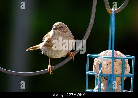 Dunnock (Prunella modularis) Stock Photo
