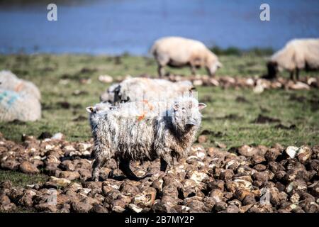 Sheep being fed on turnips in a meadow Stock Photo