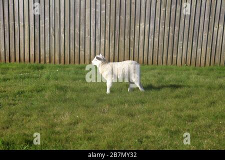 A small newly put out to pasture lamb following its mum through the garden looking for anything edible with everyone worried about their flowers. Stock Photo