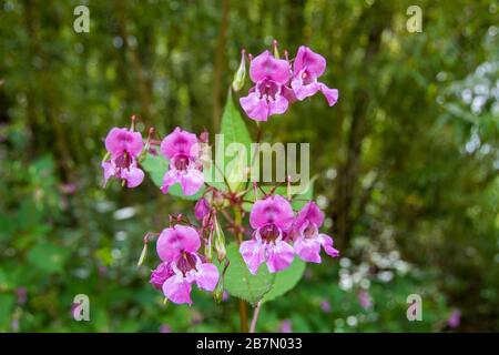 Pink flowers of the Himalayan Balsam, a beautiful but invasive non-native species in English woodland