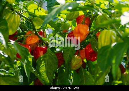 Health plant of chili pepper "Habanero Red", growing in a garden Stock ...