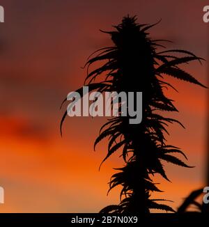 Silhouette of a legal CBD buds of marijuana plant with beautiful orange sky during sunset in the background Stock Photo