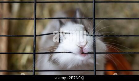 White and brown rabbit in an animal shelter is inside the hutch is biting the cage. The background is a brown blurred straw Stock Photo