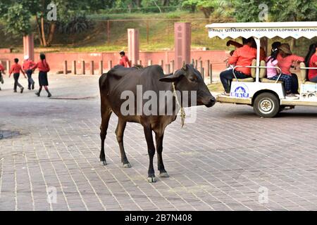 Taj Mahal, Agra, India - 7th November 2019:sacred cow in the middle of the road to the Taj Mahal Stock Photo