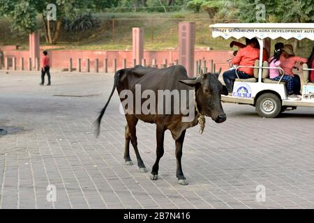 Taj Mahal, Agra, India - 7th November 2019:sacred cow in the middle of the road to the Taj Mahal Stock Photo