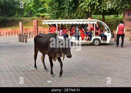 Taj Mahal, Agra, India - 7th November 2019:sacred cow in the middle of the road to the Taj Mahal Stock Photo