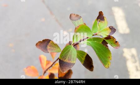 bright leaves on a rustic wooden background. fall season. Autumn background concept. Stock Photo