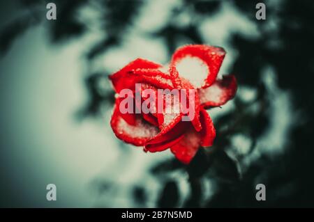 red rose bush in the snow in early spring or early winter. Template for design. Stock Photo