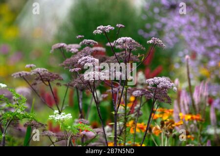 Angelica sylvestris purpurea Vicar’s Mead,Wild angelica,purple stems,purple flowers,flowerheads,umbellifer,umbellifers,garden,biennial,RM Floral Stock Photo