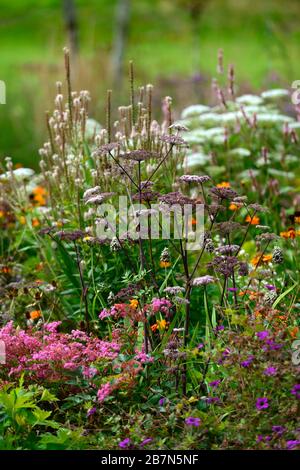 Angelica sylvestris purpurea Vicar’s Mead,Wild angelica,purple stems,purple flowers,flowerheads,umbellifer,umbellifers,garden,biennial,RM Floral Stock Photo