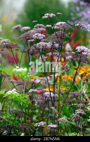 Angelica sylvestris purpurea Vicar’s Mead,Wild angelica,purple stems,purple flowers,flowerheads,umbellifer,umbellifers,garden,biennial,RM Floral Stock Photo