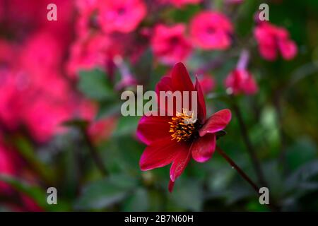 dahlia,peony dahlias,seedling,dark red flowers,flowering,flower,bee friendly,wildlife friendly,nectar rich,RM floral Stock Photo