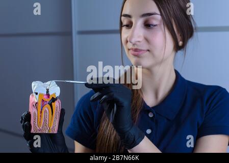 Close-up of a dentist doctor, smiling, wearing gloves, holding in his hand a dental instrument for examination, and a dummy of human jaws showing on t Stock Photo