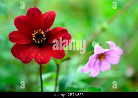 dahlia,peony dahlias,seedling,dark red flowers,flowering,flower,bee friendly,wildlife friendly,nectar rich,RM floral Stock Photo