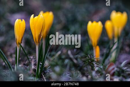 The first yellow crocuses with raindrops in the spring garden. Botanical concept Stock Photo