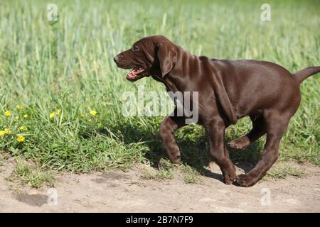 Puppy of German Shorthaired Pointer running in nature Stock Photo