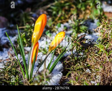 The first yellow crocuses from under the snow in the garden on a sunny day. Botanical concept Stock Photo