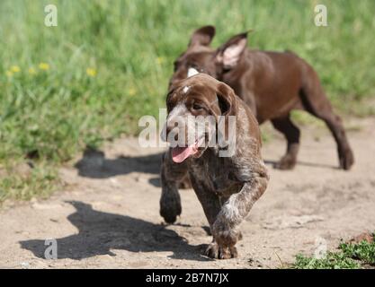 Puppies of German Shorthaired Pointer in nature Stock Photo
