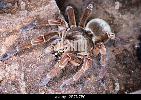 Sub-adult female of Theraphosa Stirmi, one of the largest tarantula(Theraphosidae) spieces from South America. Stock Photo