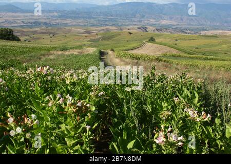 Flowering tobacco plant in the pasture Stock Photo