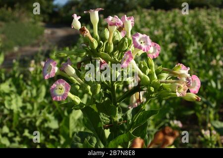 Flowering tobacco plant in the pasture Stock Photo