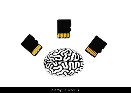 Steel human brain model with three sd cards lying on a white background. Brain training, education and knowledge transfer concept. Stock Photo
