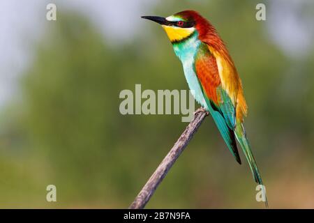beautiful bee-eater sitting on a branch Stock Photo