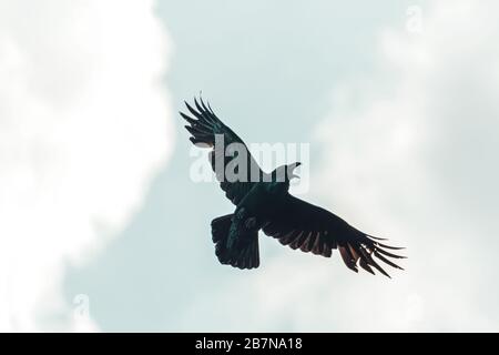 black raven flies spread its wings Stock Photo