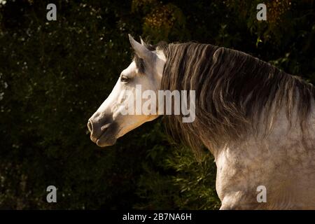 PRE Stallion portrait, Andalusia, Spain Stock Photo
