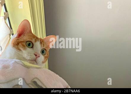 ginger cat in the home curiously watching Stock Photo