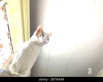 ginger cat in the home curiously watching Stock Photo