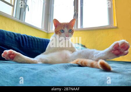ginger cat in the home open the leg like yoga pose, clean itself Stock Photo