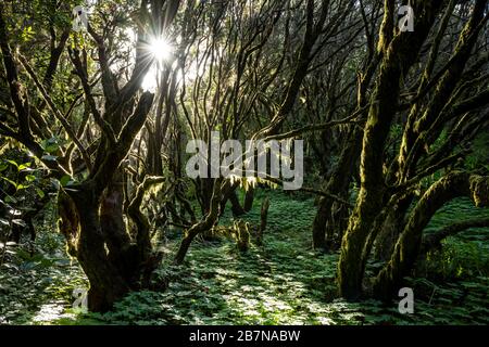 The sun shines into the laurel forest; Garajonay National Park; La Gomera; Canary Islands; Spain Stock Photo