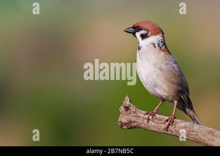 sparrow stands and looks left Stock Photo