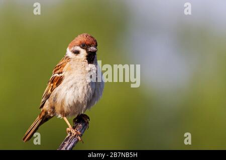 sparrow stands and looks to the right Stock Photo