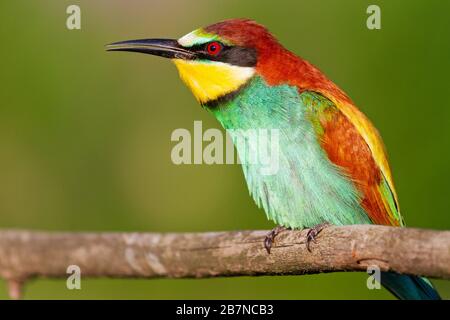 wild colored bird sings sitting on a branch Stock Photo