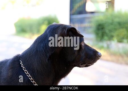 Dog black, dog head close, Dog watchdog, dog black portrait picture Stock Photo