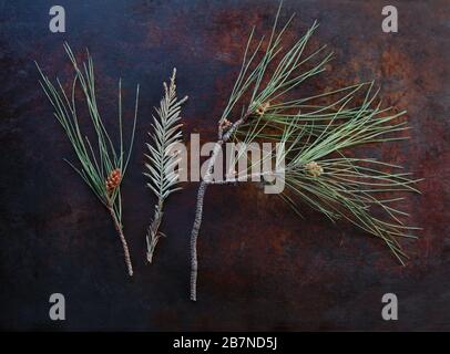 Evergreen branches with green needles and small pine cones Stock Photo