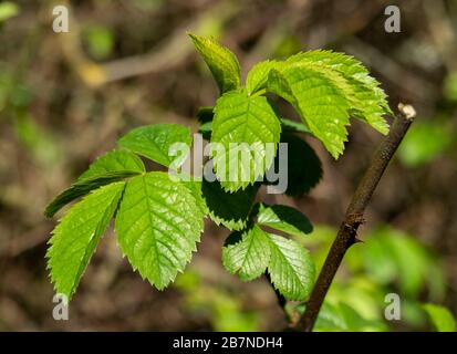 Fresh green leaves on an elm tree, Ulmus, catching spring sunlight Stock Photo