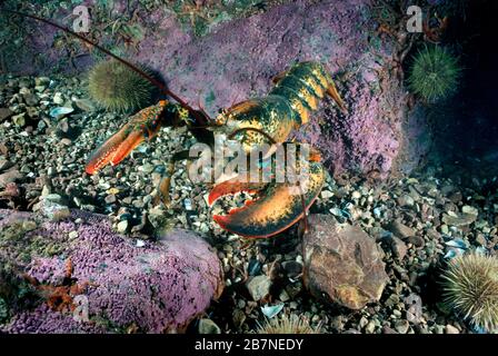American lobster underwater in the Gulf of St. Lawrence in Canada Stock Photo