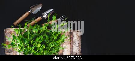 sprouting microgreens grown in soil on wooden box. Seed Germination. Vegan and healthy eating concept. Micro growing sprouts. Stock Photo