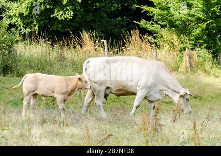 Bos Taurus, Charolais domestic cattle livestock on a grass pasture in the countryside in Germany, Western Europe Stock Photo