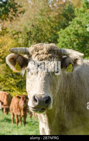 Bos Taurus, Charolais domestic cattle livestock on a grass pasture in the countryside in Germany, Western Europe Stock Photo